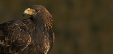Golden eagle © Matthias Abbrantes