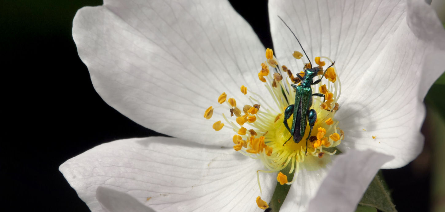 Swollen-thighed Beetle © Jean-François Cornuet