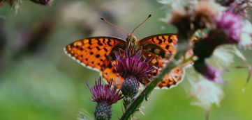 Dark green Fritillary © Thomas Delahaye