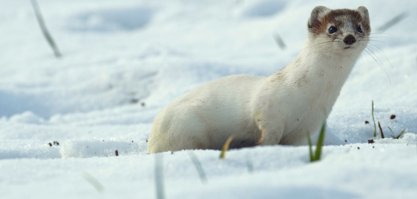 Stoat © Matthias Abrantes