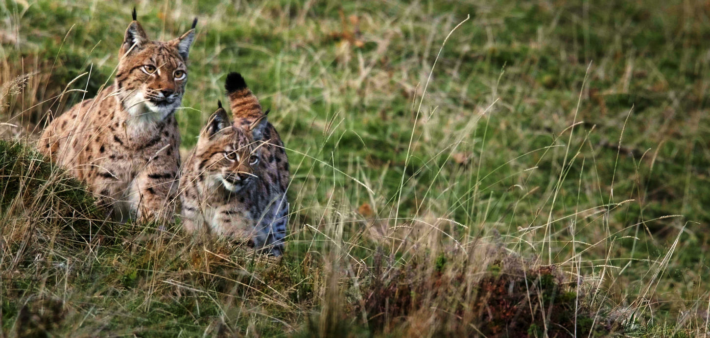 Eurasian lynx © Laurent Geslin