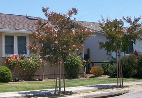 Corte Madera Beautification Committee - Free Street Tree Program