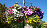 69 Hanging Baskets 3.jpg