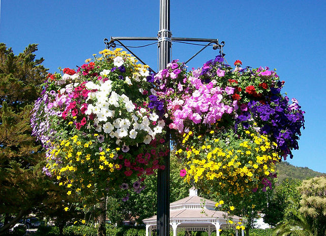 Corte Madera Hanging Baskets
