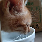 IMG20200627172449.jpg