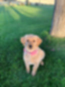 Millie.jpg