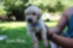 Chester 5 Weeks.jpg