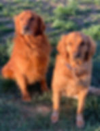 Bailey and Deuce 2.jpg