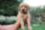 Marlowe 6 Week.jpg