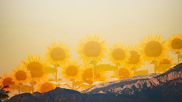 Yellow Colorful Playful Surrealism Art Presentation.jpg