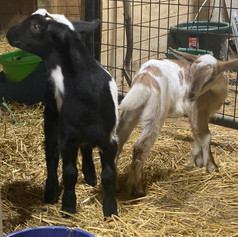Tootsie's kids