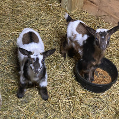 Angel's kids