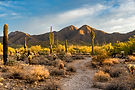 AdobeStock_235016702.jpeg