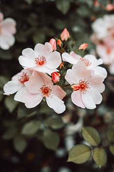The Therapy Garden - Mesa, AZ Play-based therapy for children and neurodivergent adults