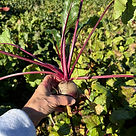 AFW Volunteer: America's Grow-A-Row on Tuesday 11/3/2026 (https://americasgrowarow.org)