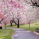 AFW Hike: Cherry Blossoms at Branch Brook Park, Newark, NJ on Wednesday 4/15.2026