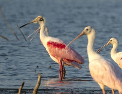 Roseate Spoonbill