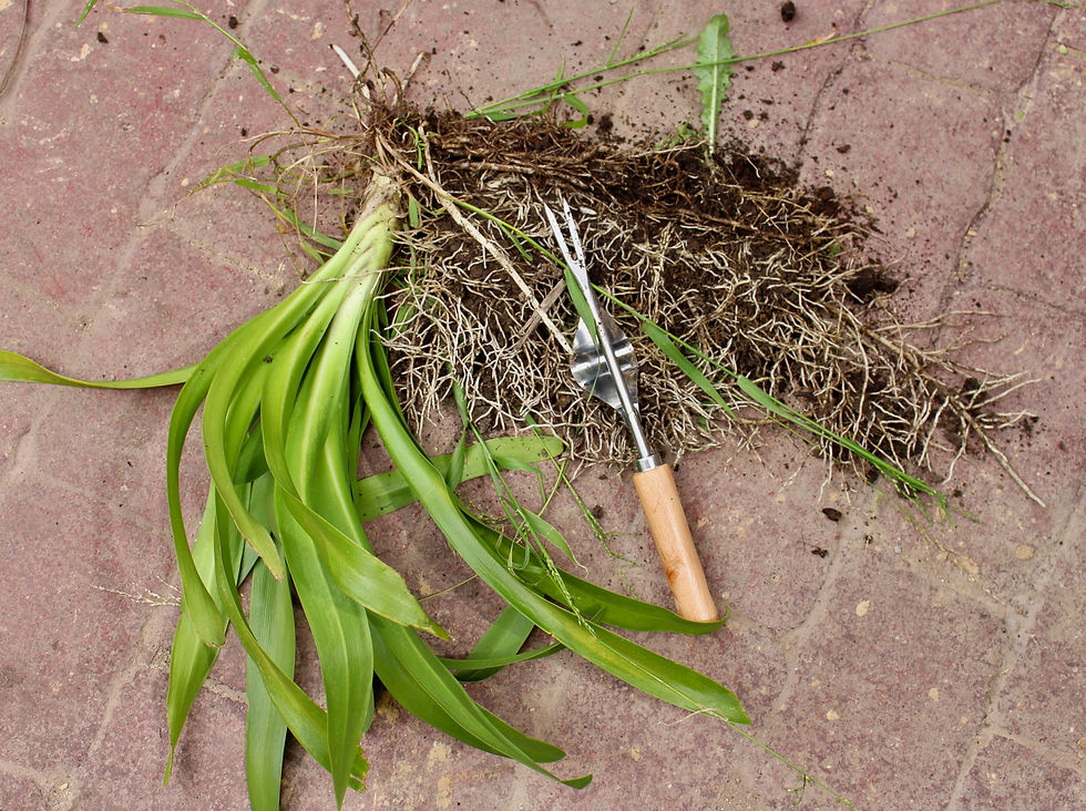Thumbnail: Hand weeder and seed transferer