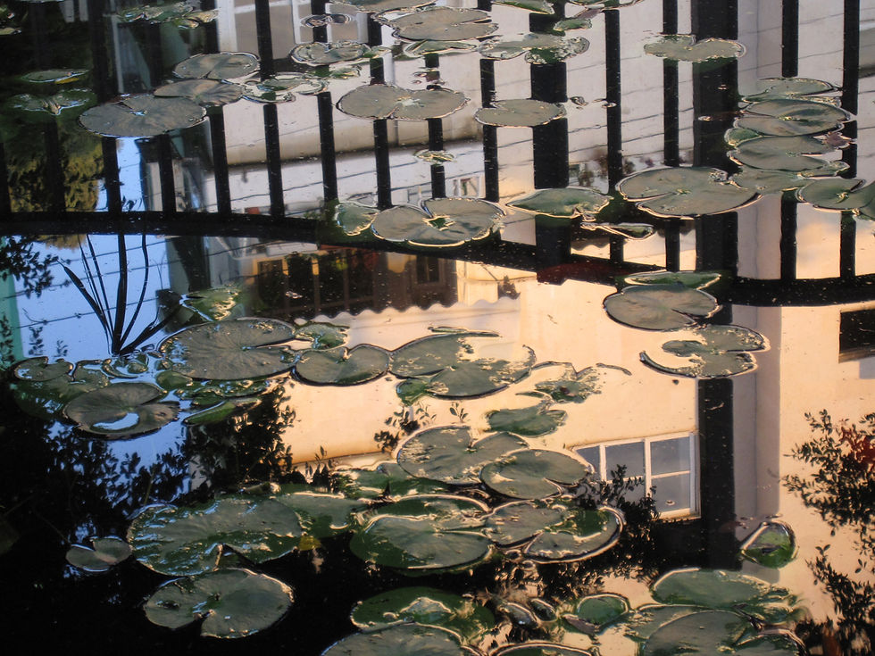 Urban pond