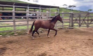 ENCARADO DO ESCURO (ELFO DO PORTO AZUL X QUEFRÊN DO FAROL)