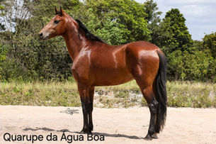 QUARUPE DA ÁGUA BÔA - CASTRADO