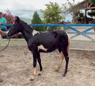 GUERREIRO TORQUE - 50% DAS COTAS DISPONÍVEIS