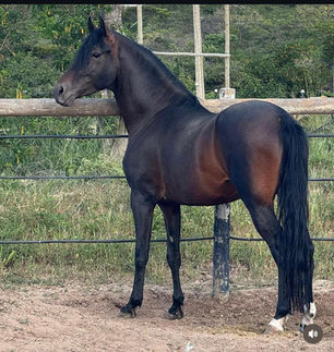 HEBRAICO DO PICADÃO