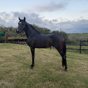 NOBRE DAMARI - CASTRADO