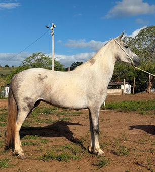 HORTÊNSIA ARES DA SERRA