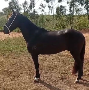 HÉRCULES ARES DA SERRA