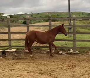 FANATICA DO ESCURO (INGO DO CAVALEIRO X NATUREZA DE ITAPOAN)