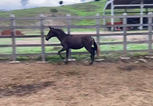 FURA MUNDO DO ESCURO (OURIÇO DO MONTEIRO X JORDÂNIA HFJ)
