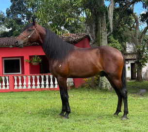 ARION DO COMANDO DA MARCHA