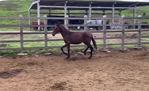 ELDORADO DO ESCURO (ARLEQUIM SERRA BELA X LINDA DO CAVALEIRO)