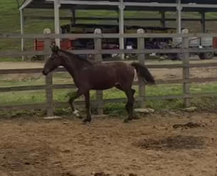 ESPERANÇA DO ESCURO (ALERQUIM SERRA BELA X MAJESYADE JFS