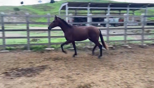 DAX DO ESCURO (ALADIM DO KELNER X DEVASSA DO TANQUE NOVO)