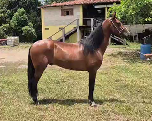 TUFÃO DA ÁGUA BÔA