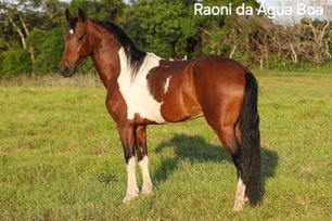 RAONI DA ÁGUA BÔA - CASTRADO