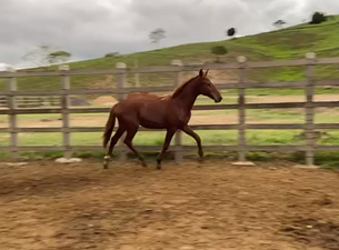 EXPLOSIVO DO ESCURO (ARLEQUIM SERRA BELA X IPANEMA DO RUC)