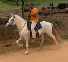 TIGRESA DO HARAS CASCATINHA