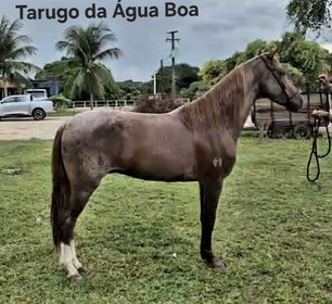 TARUGO DA ÁGUA BÔA