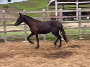 ENXERIDA DO ESCURO (INGO DO CAVALEIRO X JÓIA DA PAINEIRA)