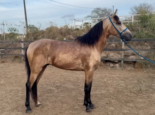 MONARCA LUCCHESE DAMARI