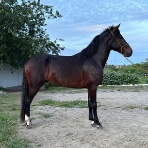 MATADOR NA ROÇA