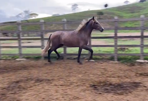 DARWIN DO ESCURO (INGO DO CAVALEIRO X MÁLAGA DA PEDRA VERDE)