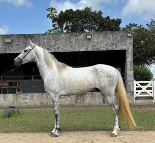 SPIRIT SÃO JOÃO