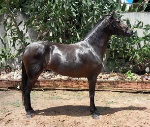 VENTANIA DA CAVALGADA