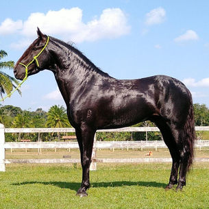DOMECQ DO CUIUBA