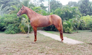 ÉBANO LUAR DE ALDEIA