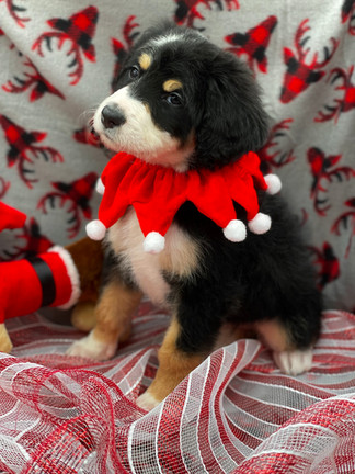 Bernese mountain dog curly coat new arrivals